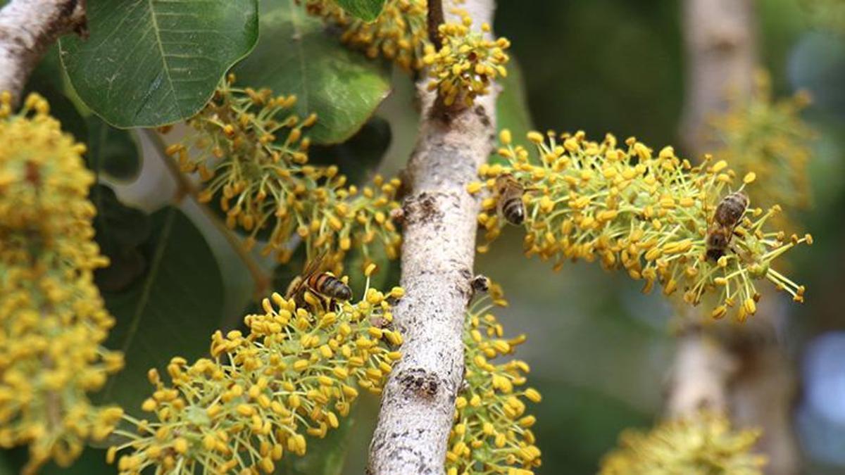 Mersin'de ilk hasat yapıldı! Faydaları saymakla bi…
