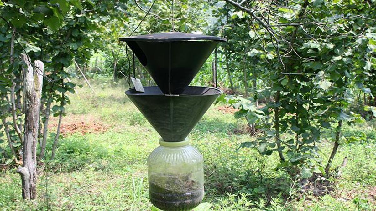 Bursalı vatandaşların kabusu oldu! Şimdiye kadar bildiklerimizin en tehlikelisi! Tüm Türkiye'ye yavaş yavaş yayılıyor!