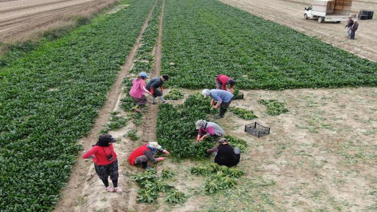 800 lira yevmiye ile çalışıyorlar! Zorlu hasat baş…