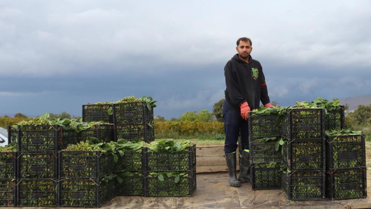 Kış sebzesinde hasat bolluğu! Tarlada 6 lira, tezgahlardaki fiyatı dudak uçuklatıyor