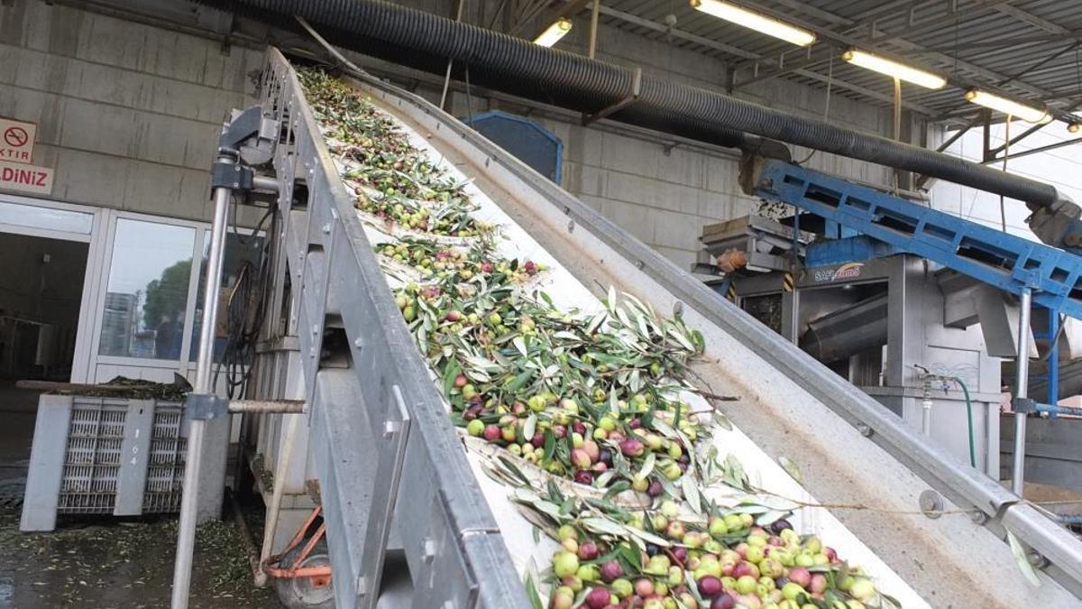 Zeytinde rekolte düşük, ancak yağda kalite yüksek