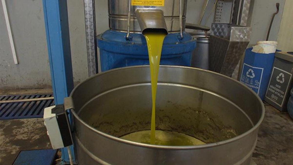 'Yok yılı'nda Burhaniye'den hem kötü hem de güzel haber: Rekolte düşük, kalite yüksek