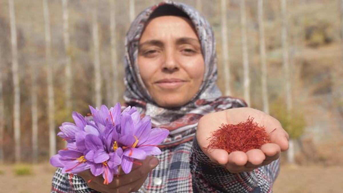 Eşinin hastalığı sebebiyle tanıştığı bitki hayatını değiştirdi! Sivas’ta deneme amaçlı ekti, kazancı katlandı