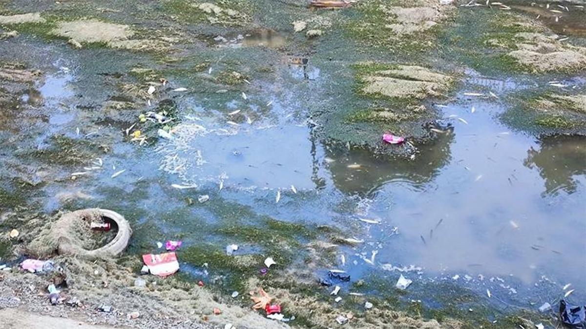 Kuraklık Adana’yı vurdu: Sulama kanallarında balıklar can çekişiyor