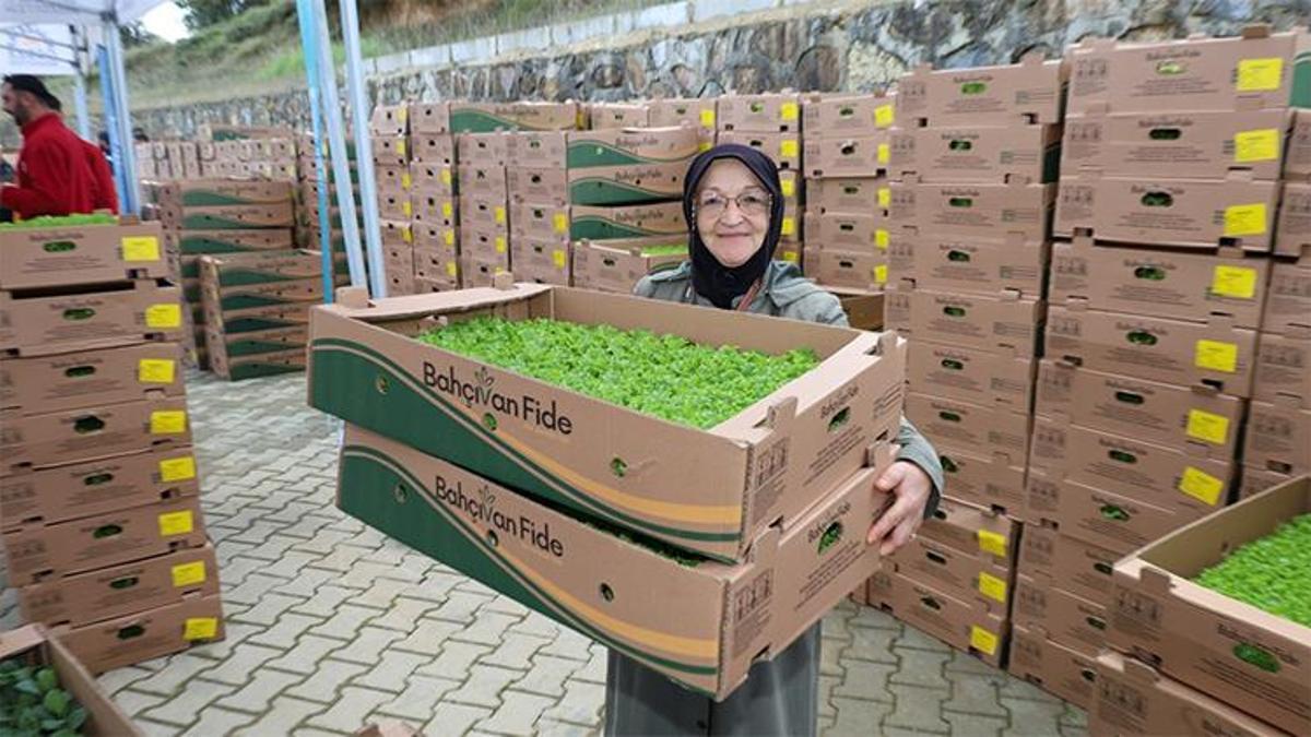 Gebzeli çiftçiye büyük destek! Ücretsiz 500 bin adet dağıtıldı