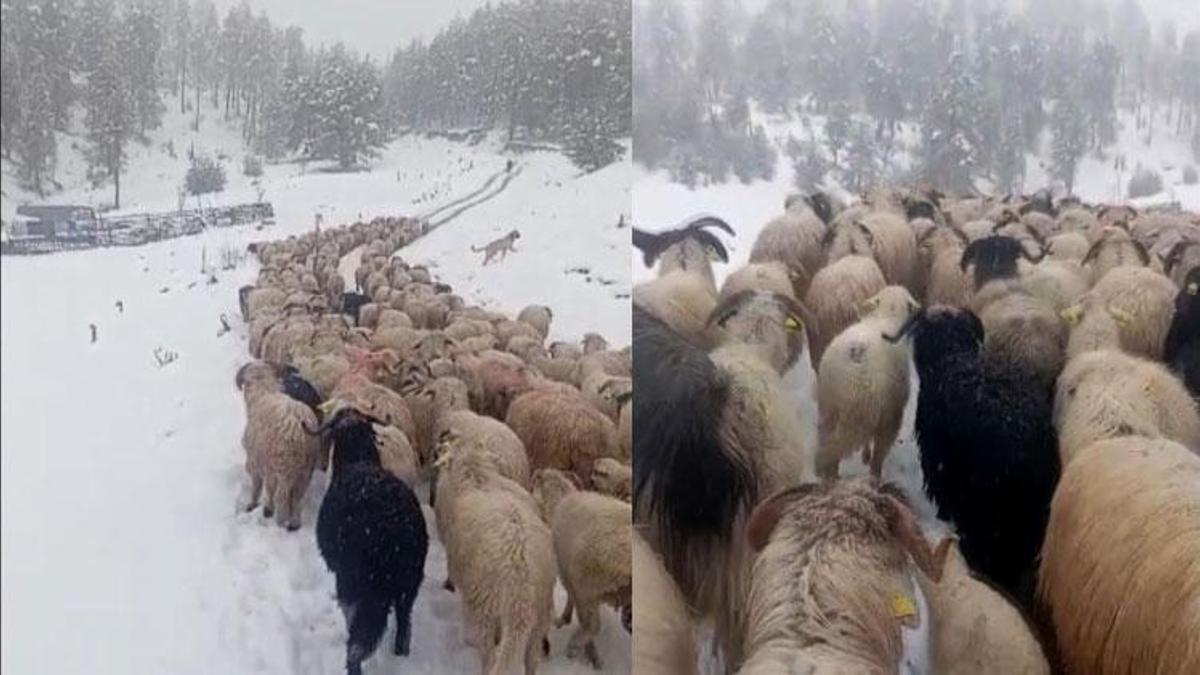 Ordu’da yoğun kar yağışı çobanlara ve sürüye zor a…