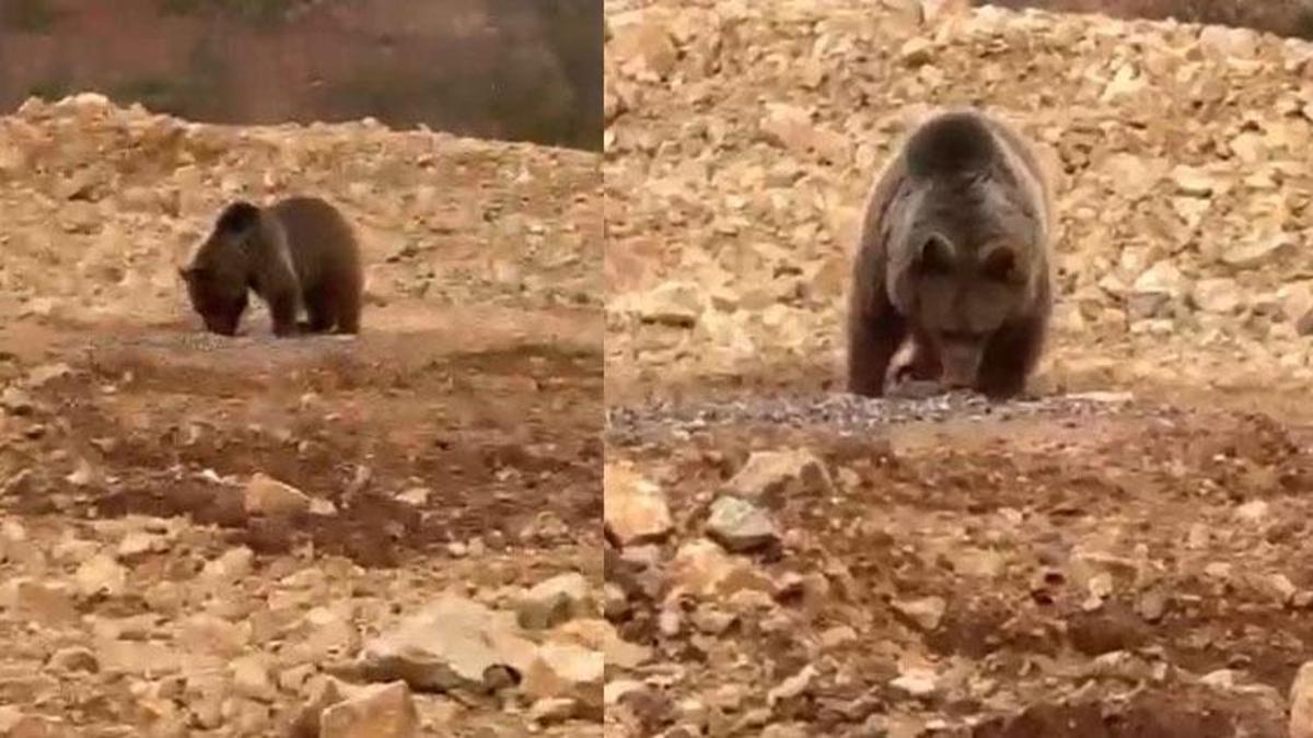 Gümüşhane'de yol kenarındaki ayıya 'hamsi' ziyafeti verdiler