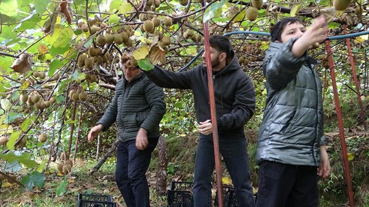 İran kivisi Trabzon'u vurdu: Fiyatlar dibi gördü! Hasada başlayan üretici şikayetçi