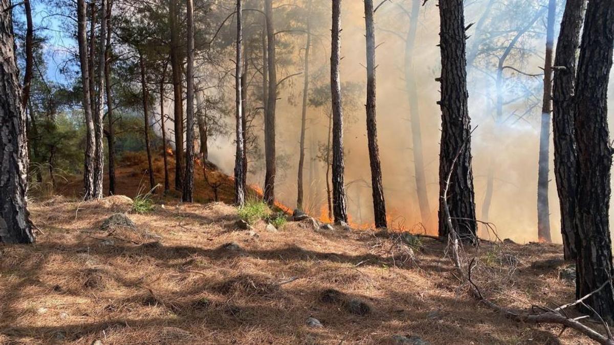 Muğla'da orman yangını! Ekipler müdahale ediyor