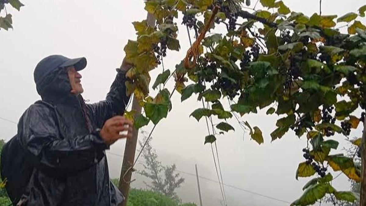 Rizeliler sadece kendileri için yapıyor! Hem maliyet hem de emek yüksek: Satmıyoruz