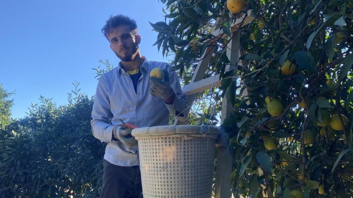 Hasat sezonu başladı, her evin mutfağında bulunur! Bu yıl 22 liradan satılacak