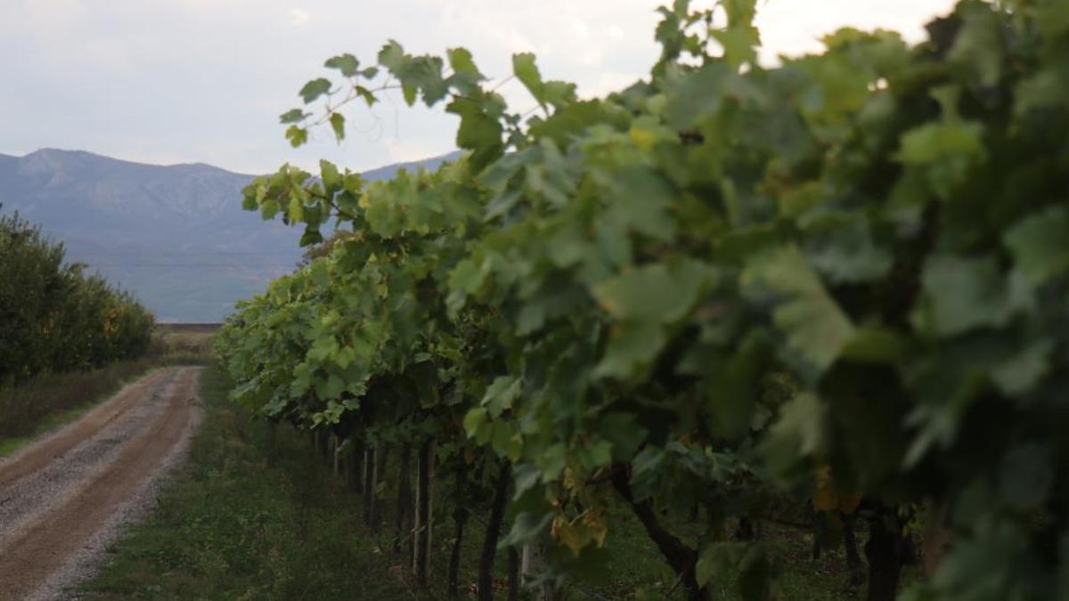 Zirai don verimi yüzde 80 düşürdü! Çiftçi bu sene hayal kırıklığı yaşadı