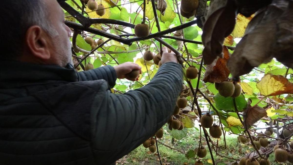 Bu meyvenin habercisi kuşlar! Fiyatını ucuzlatması…