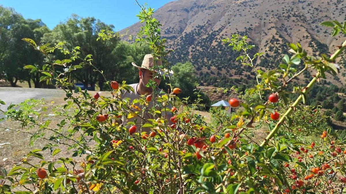 Dağların kırmızı hazinesi! Kış aylarının vazgeçilm…