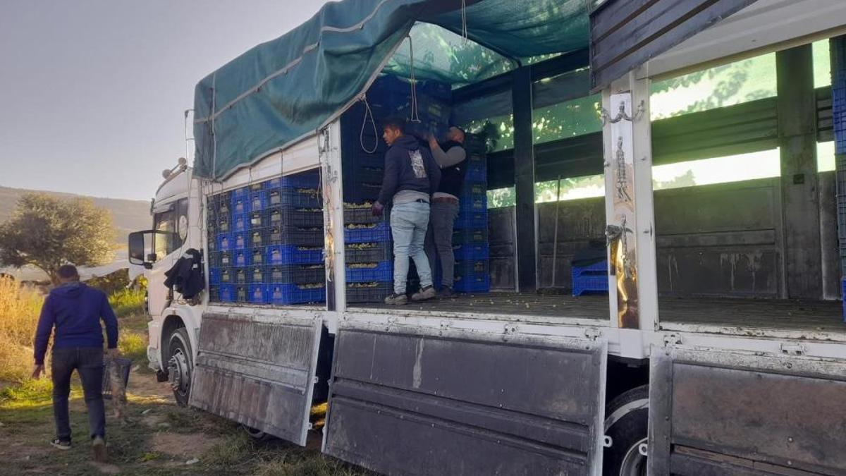 Üzüm hasadı devam ediyor! Kilogram fiyatı kış yaklaşmasına rağmen düşük
