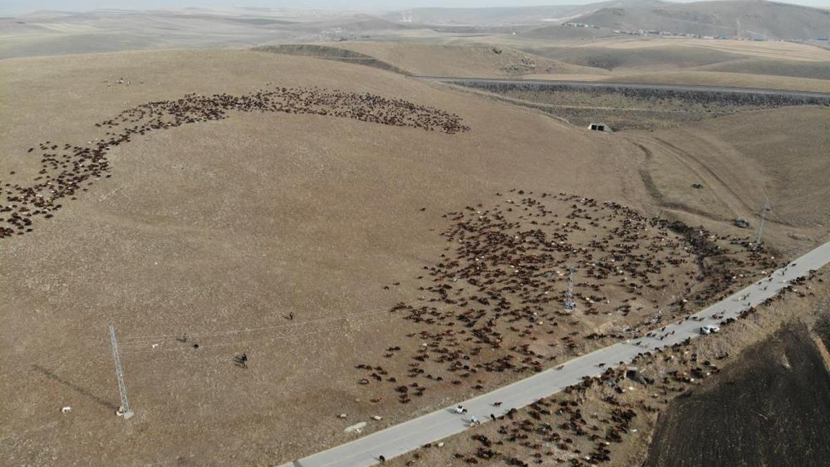 Kars'ta göçerler göçe başladı! 3 bin rakımda zorlu dönüş