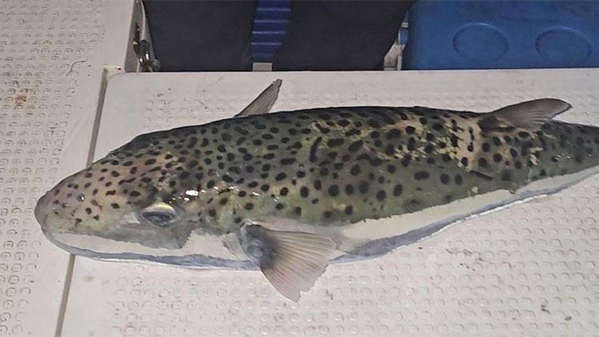 Gemlik Körfezi’nde benekli balon balığı şoku! Yetkililere acil çağrı