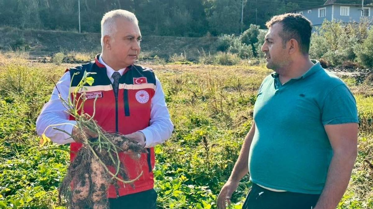 Hatay üretimde birinci sırada! Tüm Türkiye'nin ihtiyacının yüzde 53'ünü karşılıyor