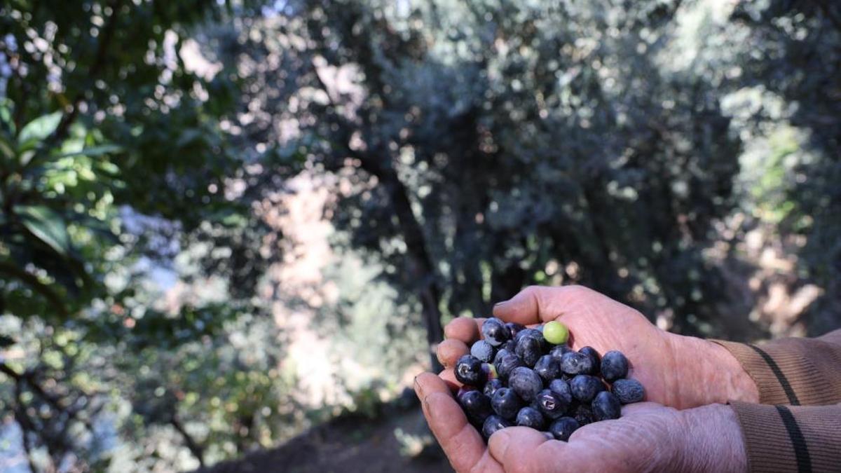 Asit oranı çok düşük, lezzeti doyumsuz! Bu ilde yetişmez sanılıyordu ama en kalitelisi üretiliyor