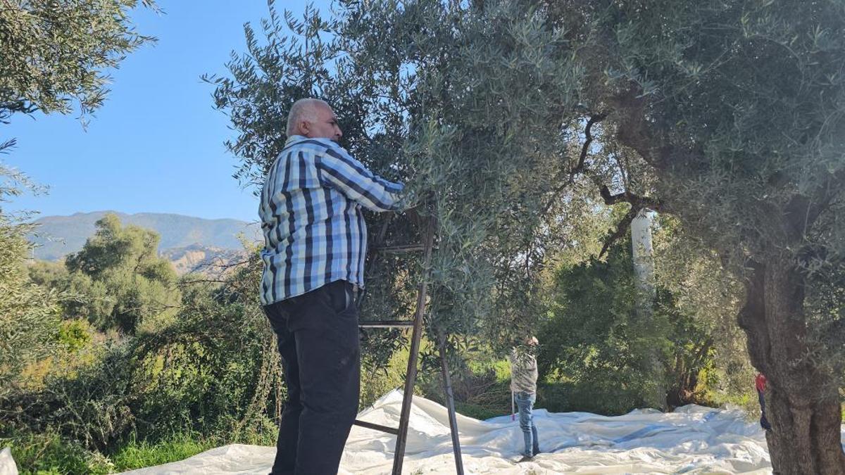 Aydın'da zeytin hasadı sürüyor! Sezon bereketli geçiyor