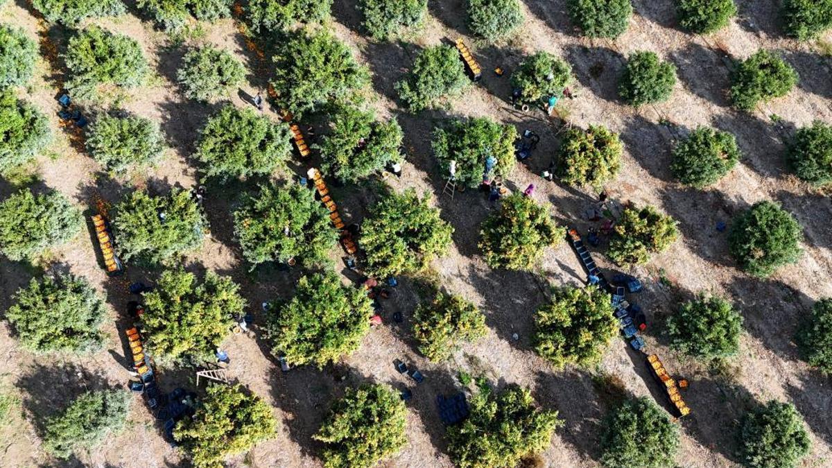 Tarım işçilerinin grevi mahsulü dalında bıraktı! Kilosu 3 liraya kadar düştü