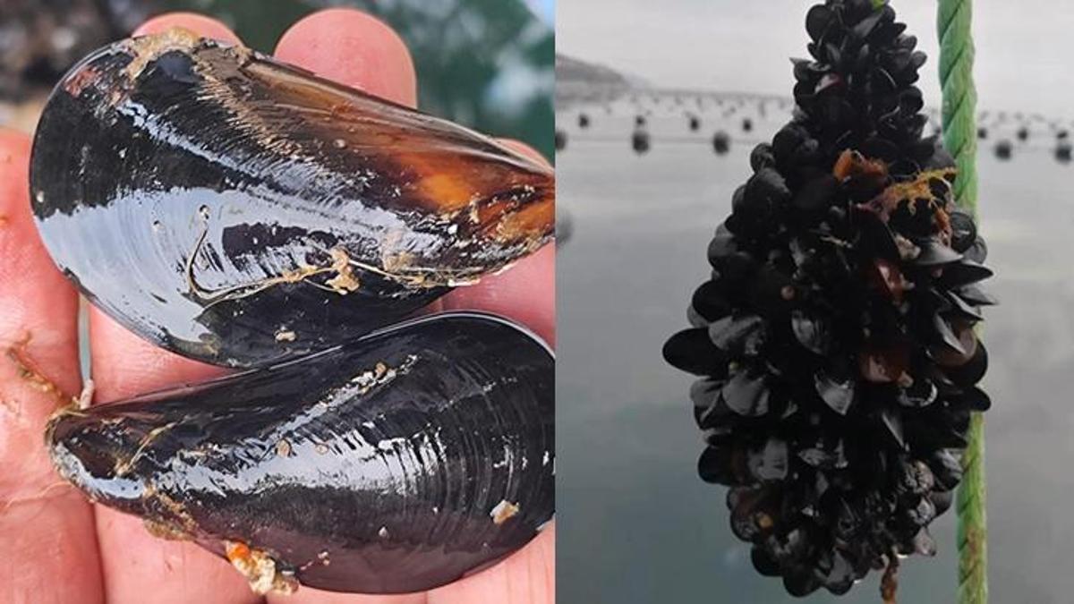 Gıda zehirlenmesi ve kaçak midye gerçeği! Bu hata yapılınca ölümcül oluyor