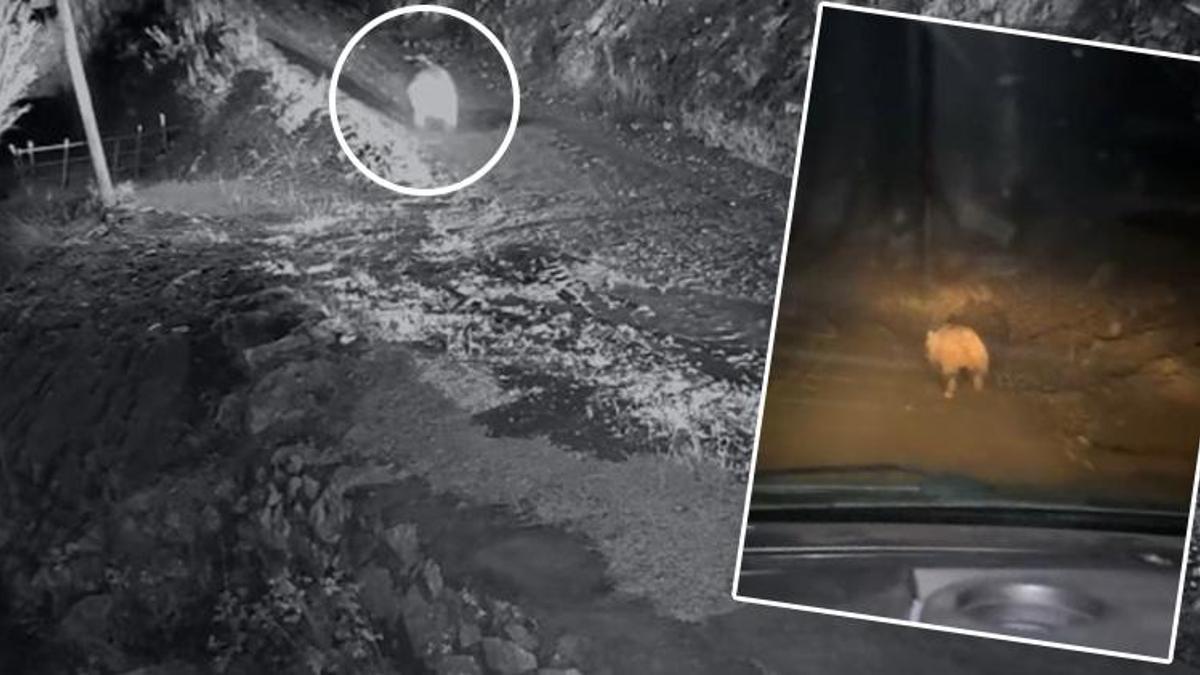 Trabzonlunun ayıyla imtihanı! Girmedik ev bırakmadı: Kamyonetiyle peşine verdi