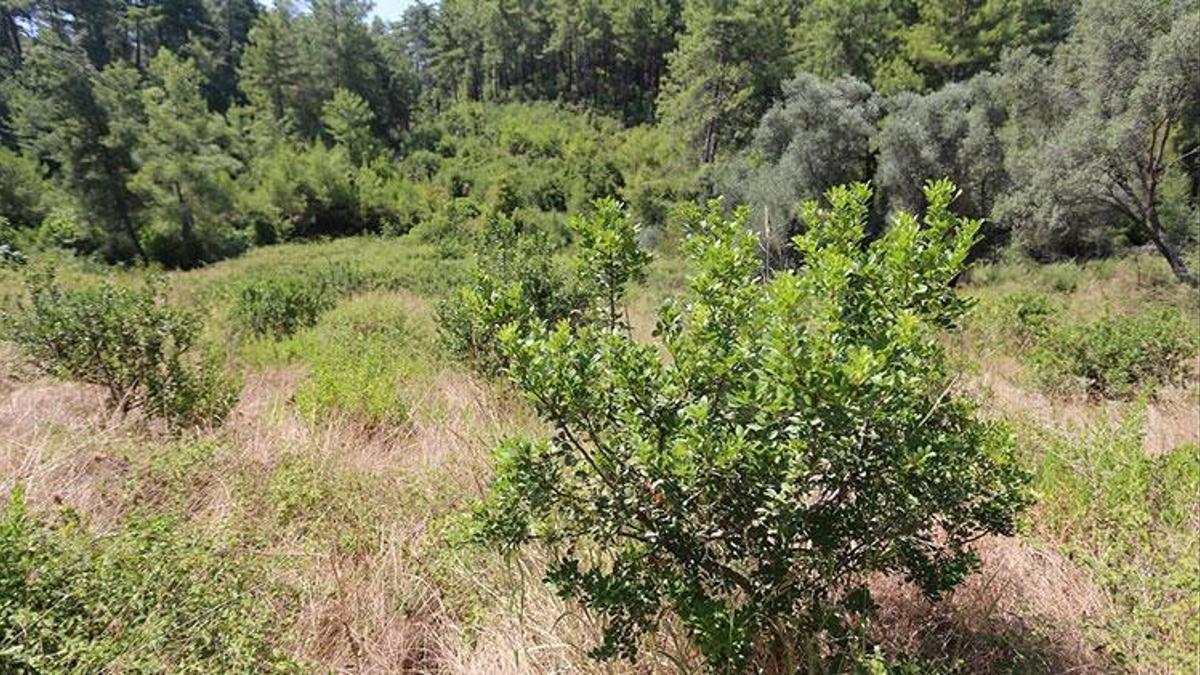 Muğla'da yerli üretim hamlesi! Tamamen ücretsiz olarak dağıtıldı