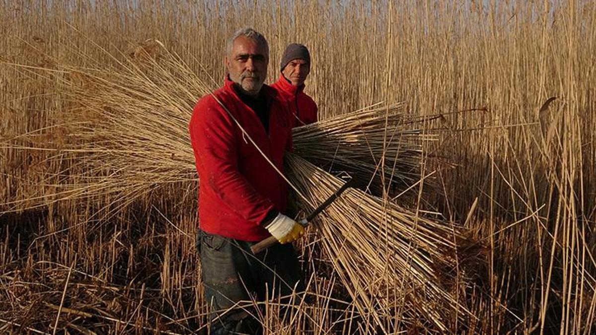 Kayseri'nin Sultan Sazlığı'nda hasat başladı! Geleneksel yöntemlerle biçilip Avrupa'ya gönderiliyor