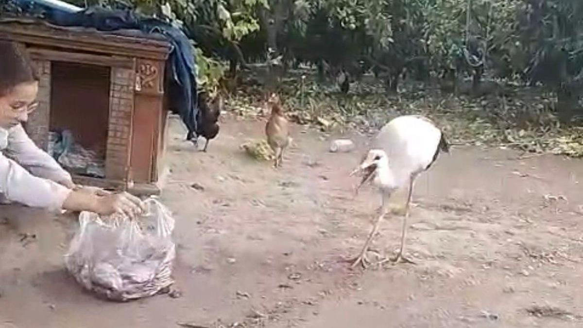 Bahçesinde bulduğu uçamaz haldeki leyleği kümeste beslemeye başladı