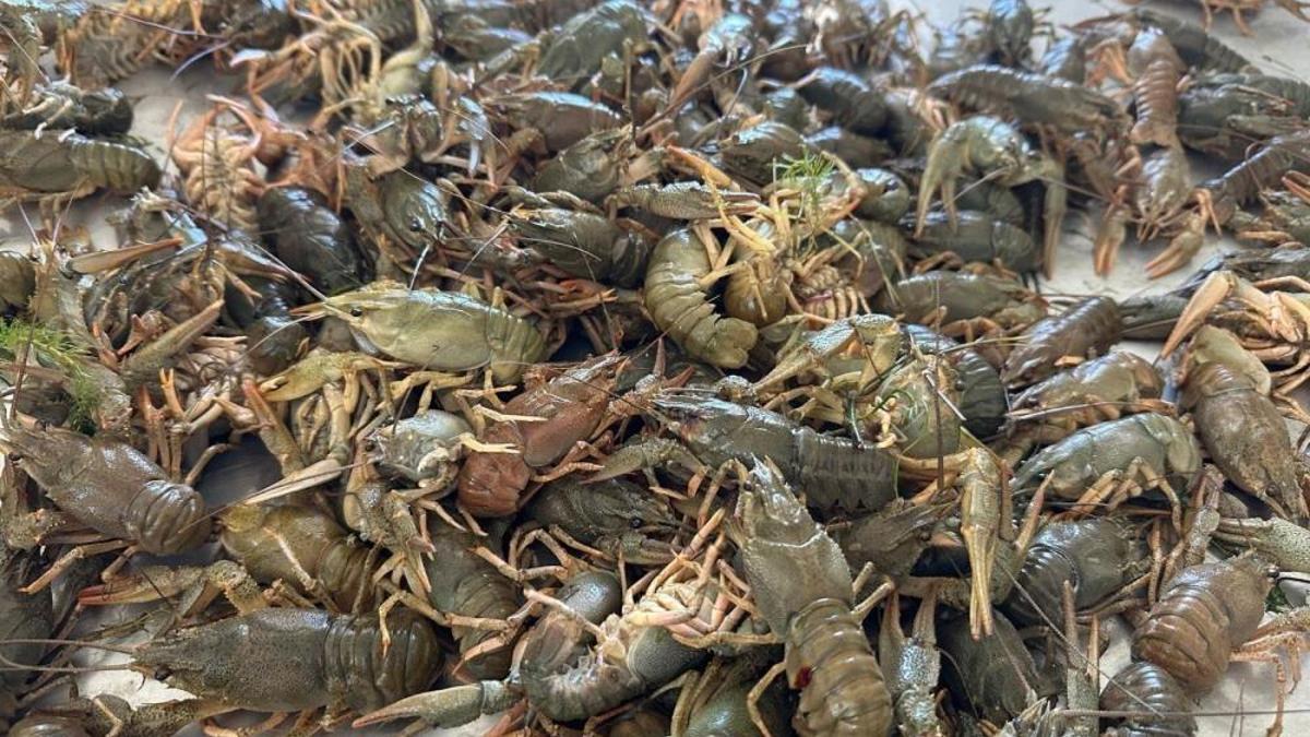 Isparta'da Kerevit yasağı başladı! 15 Haziran'a kadar sürecek