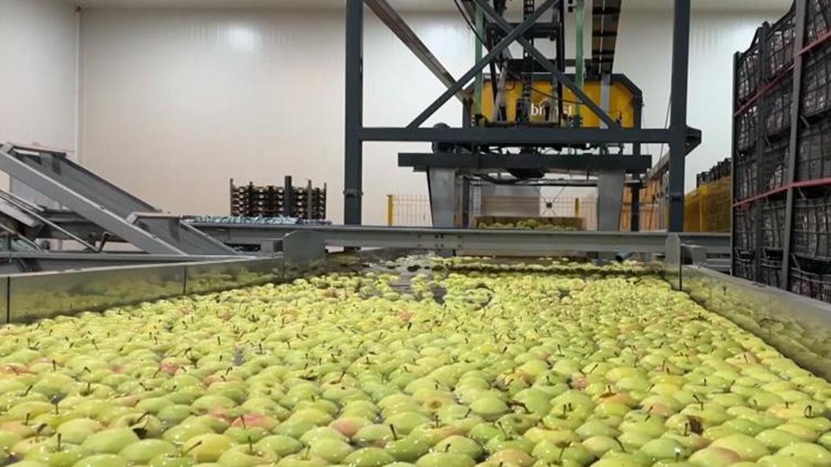 2 dağ arasında 50 çeşit üretiliyor! Dünyada 1 numara! Hasat bitti, üreticinin yüzü gülüyor