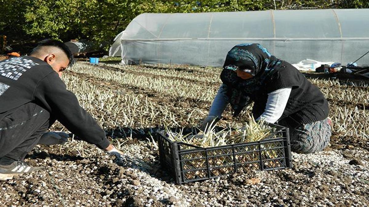 Ispartalı çiftçi servet kazanacak! Elma bitti, kırmızı altın üretimine başladılar