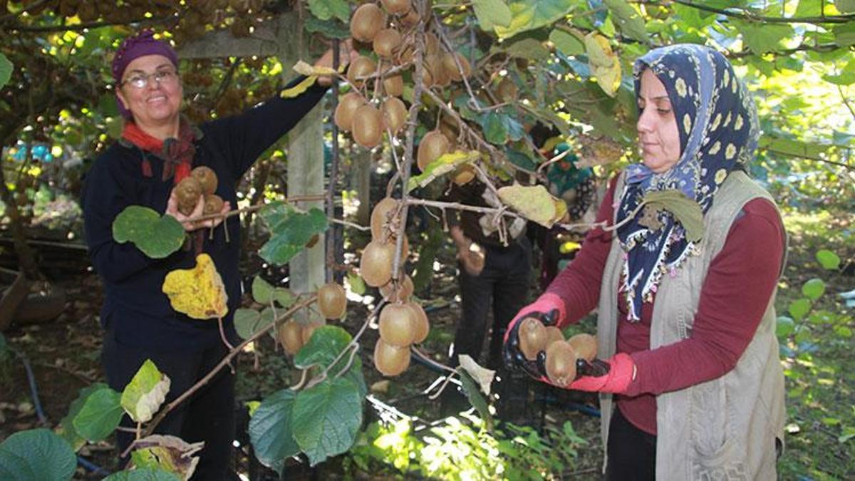 Rekolte hedefi 6 bin 200 ton! Ordu'dan ekonomiye 5…