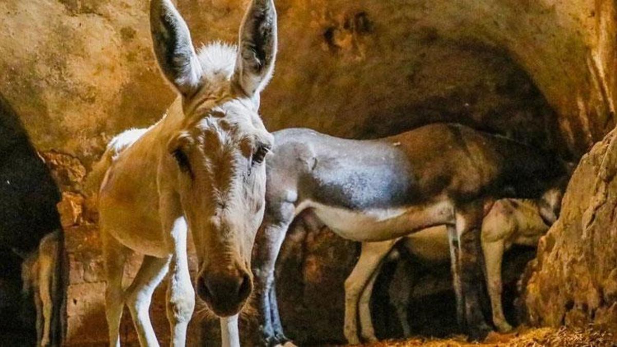 Mardin'de paletli aracın saha testi tamamlandı! Tarihi şehir Artuklu’da kadrolu eşeklerin yerine kullanılacak