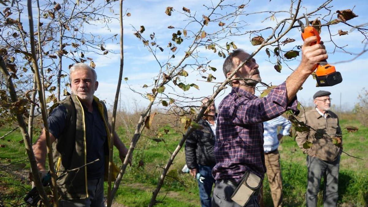 Samsun'da fındık eğitimi: Fındıkta çok dal, çok fındık anlamına gelmiyor