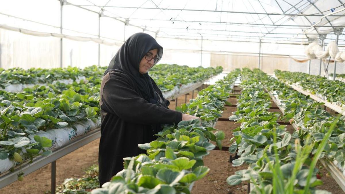 Topraksız tarım yöntemiyle çilek üretimi kadın emeğiyle büyüyor