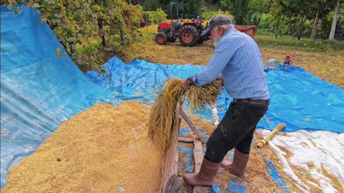 Pirinç hasadı başladı! Dağların arasında bereketli topraklar