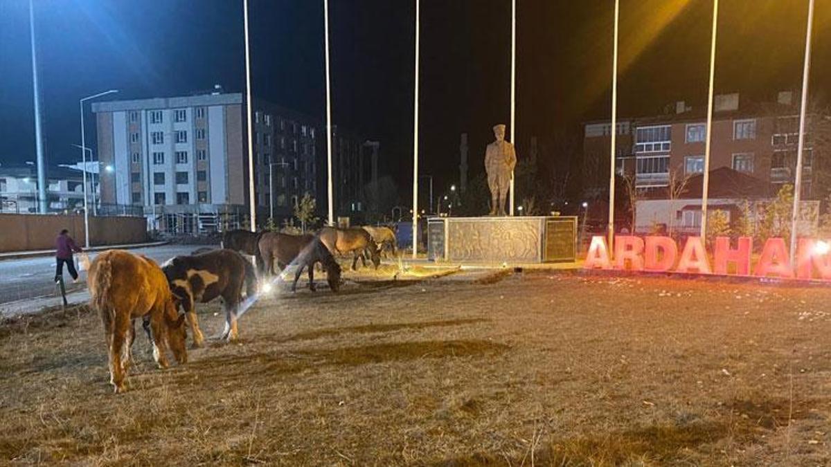 Doğada özgür yaşayan yılkı atları Ardahan'da kent merkezine indi