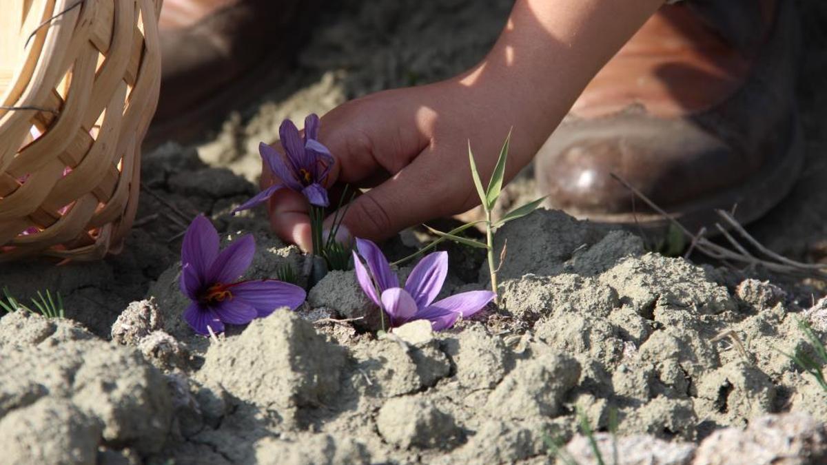 Eskişehir birincilik yolunda! Dünyanın en pahalı baharatı burada yetişecek