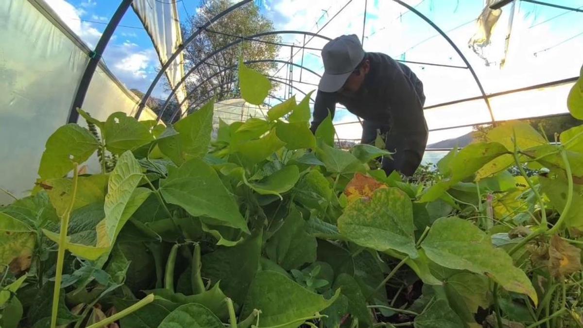 Dünya mutfaklarının gözdesi haline geldi! Erzurumlular 'beyaz altın' diyor, kilosuna 500 lira sayıyor