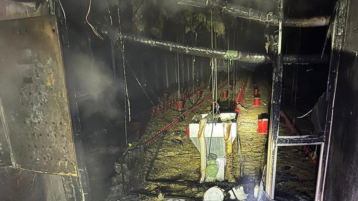 Balıkesir’de çiftlikte korkunç facia: 5 bin tanesi…