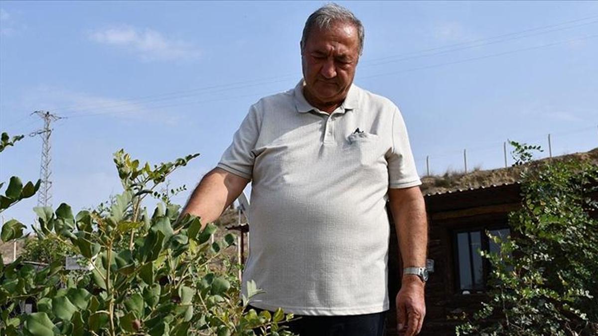 Mühendis emekli olunca yapılmayanı yaptı! Devletten 156 dönüm kiraladı, resmen para basacak