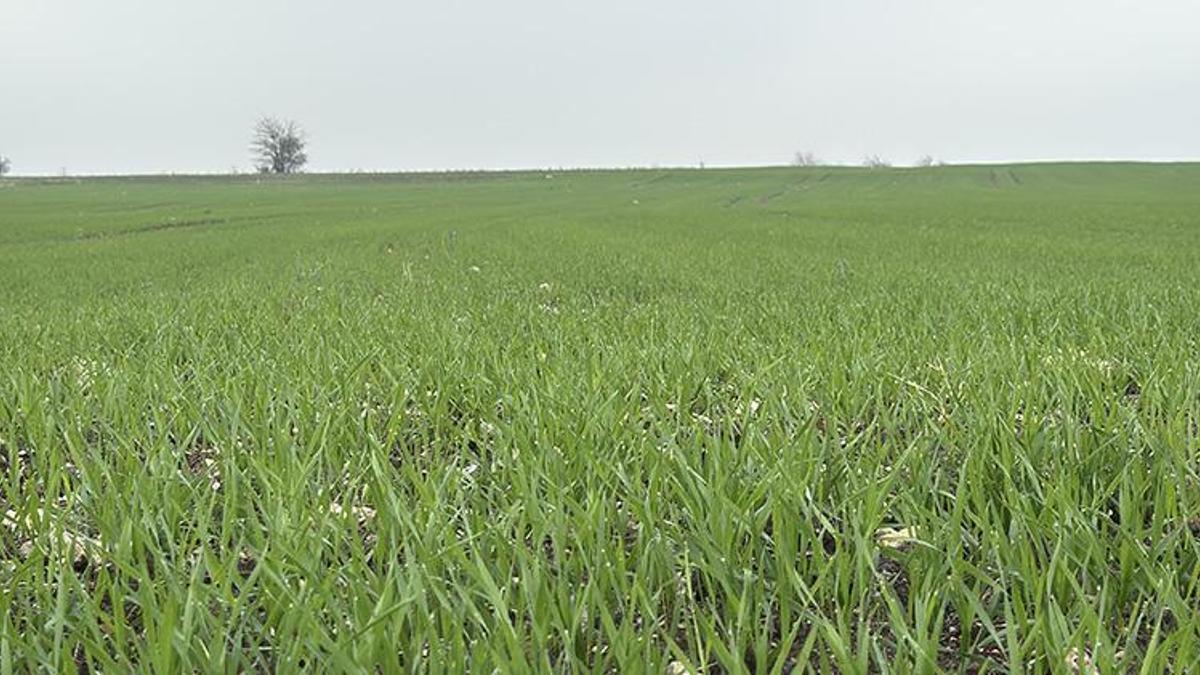 Trakya’da buğday sezonu hızlandı! Yağışlar çiftçiye can suyu oldu