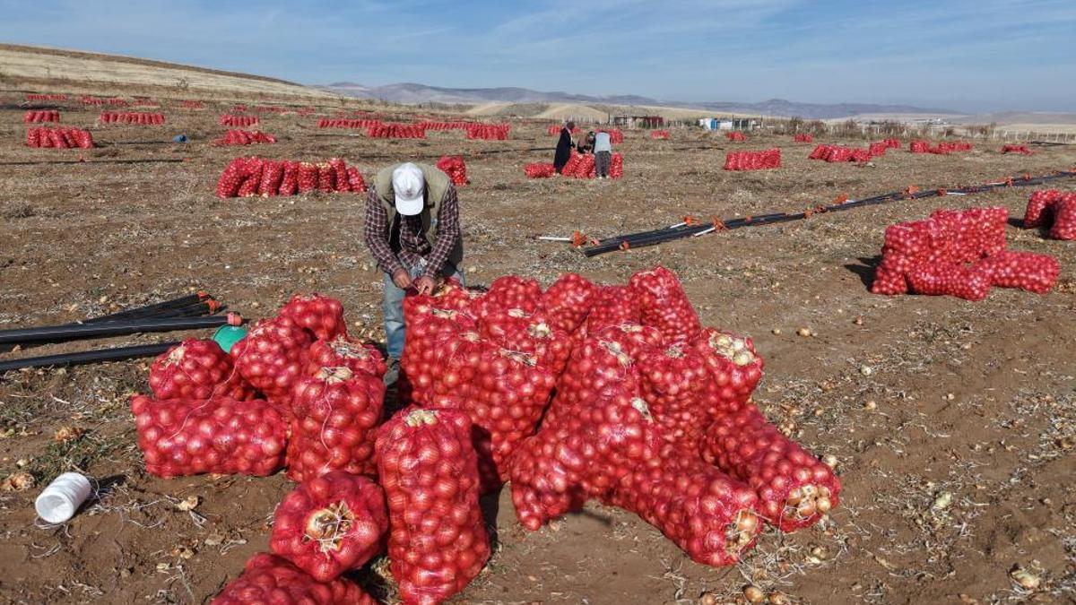 Kırıkkale’de kuraklık soğan hasadını vurdu! Rekolte düştü: Tarlada 7 liraya satılıyor