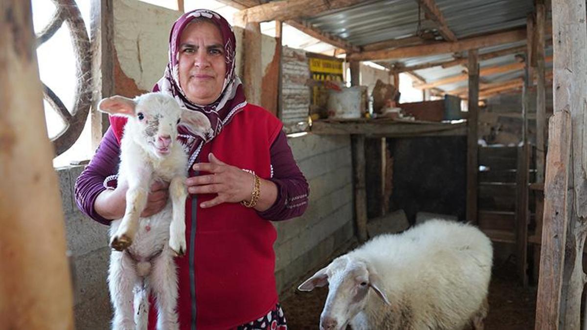 Isparta'da iki çocuk annesi kadın ineklerini satıp bu işe girişti! Sabah koyunları güdüyor, öğlen direksiyon başında!