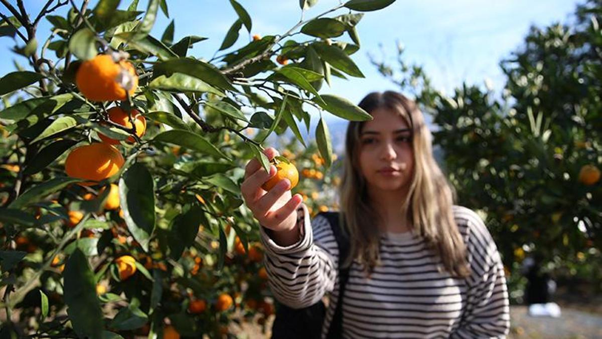 Hasat başladı! Rize'de yetiştirilip Türkiye'nin diğer illerine gönderiliyor