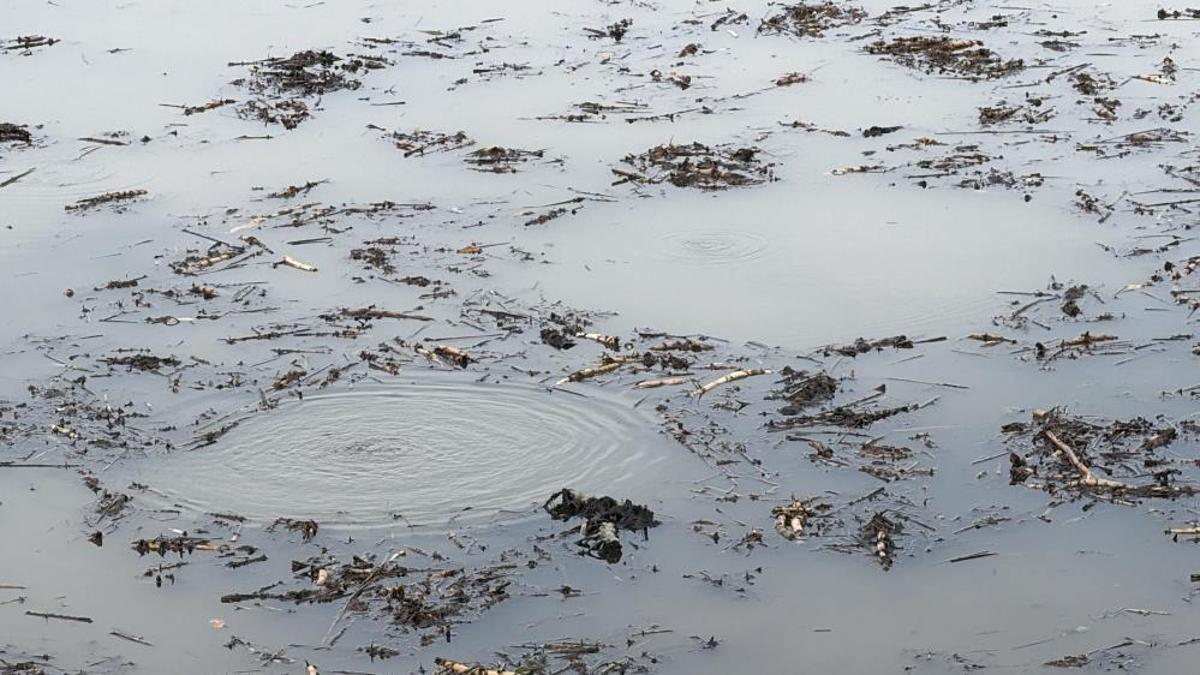 Önce Sapanca'da şimdi de Düzce'de görüldü! Denizde kabarcıklar endişe veriyor