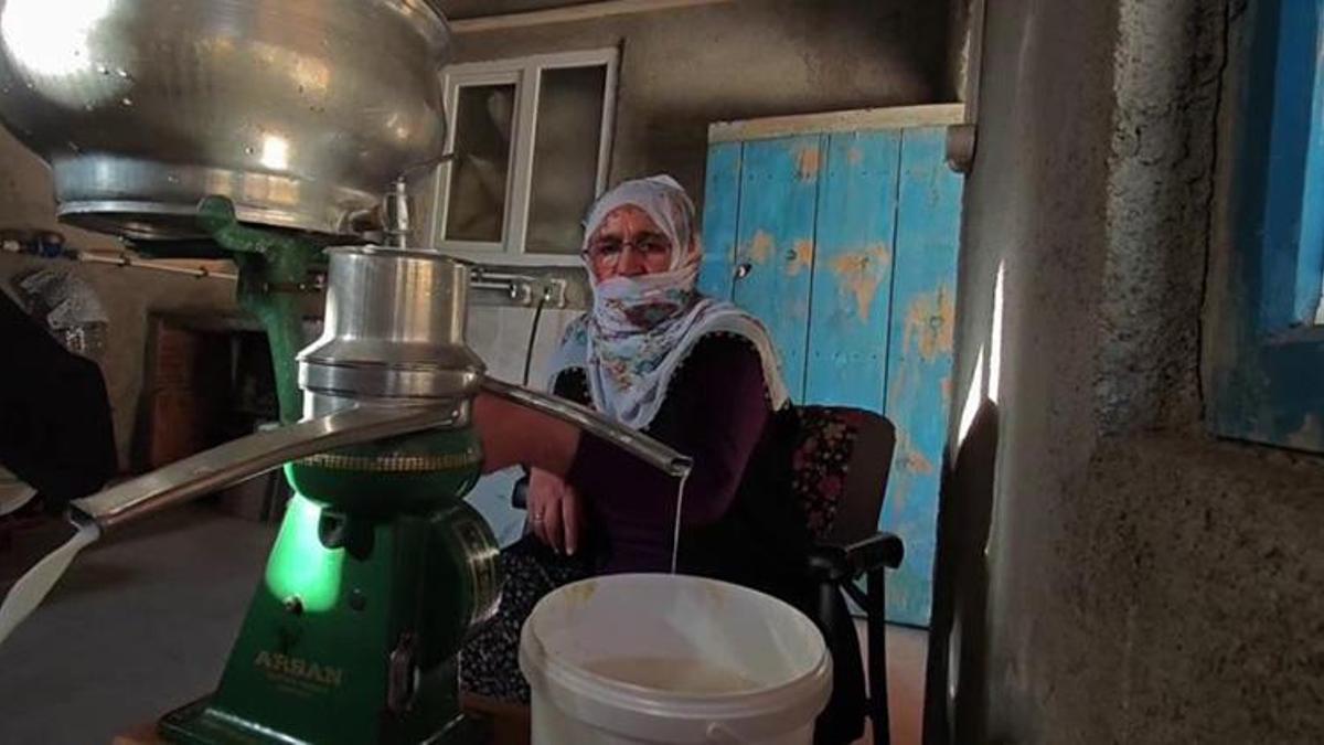 Erzurum'un yaylalarından sofralara geliyor! Göğermiş peyniri doğal antibiyotik deposu