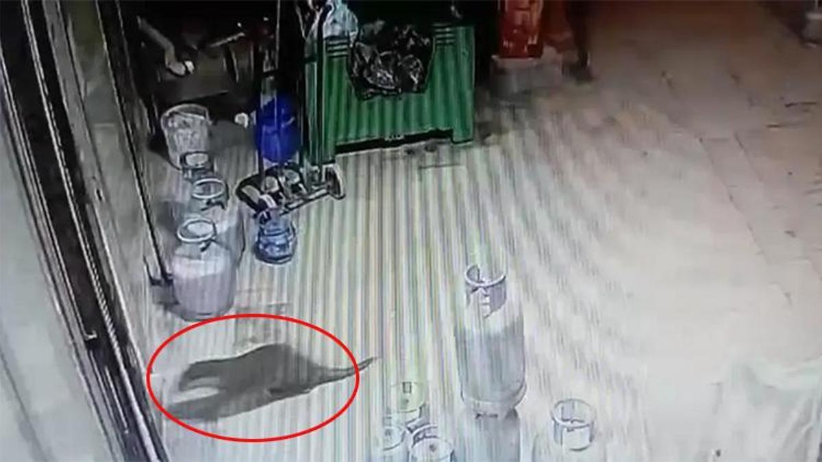 Malatya’da geceyi hareketlendiren sürpriz: Malatya'da bir ilginç hayvan daha görüntülendi